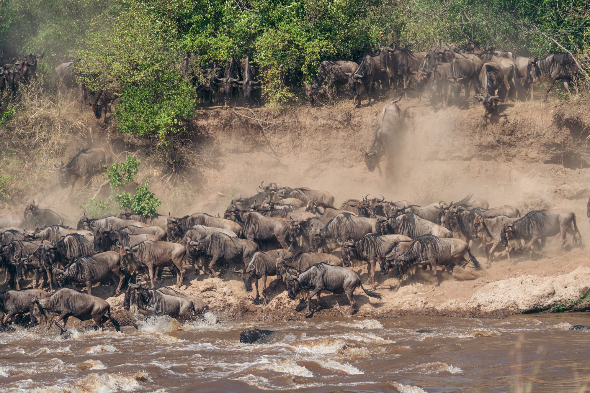 Wildebeest crossing the Mara River