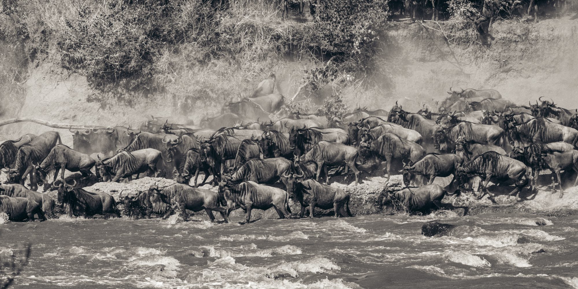 Wildebeest along the edge of the Mara River