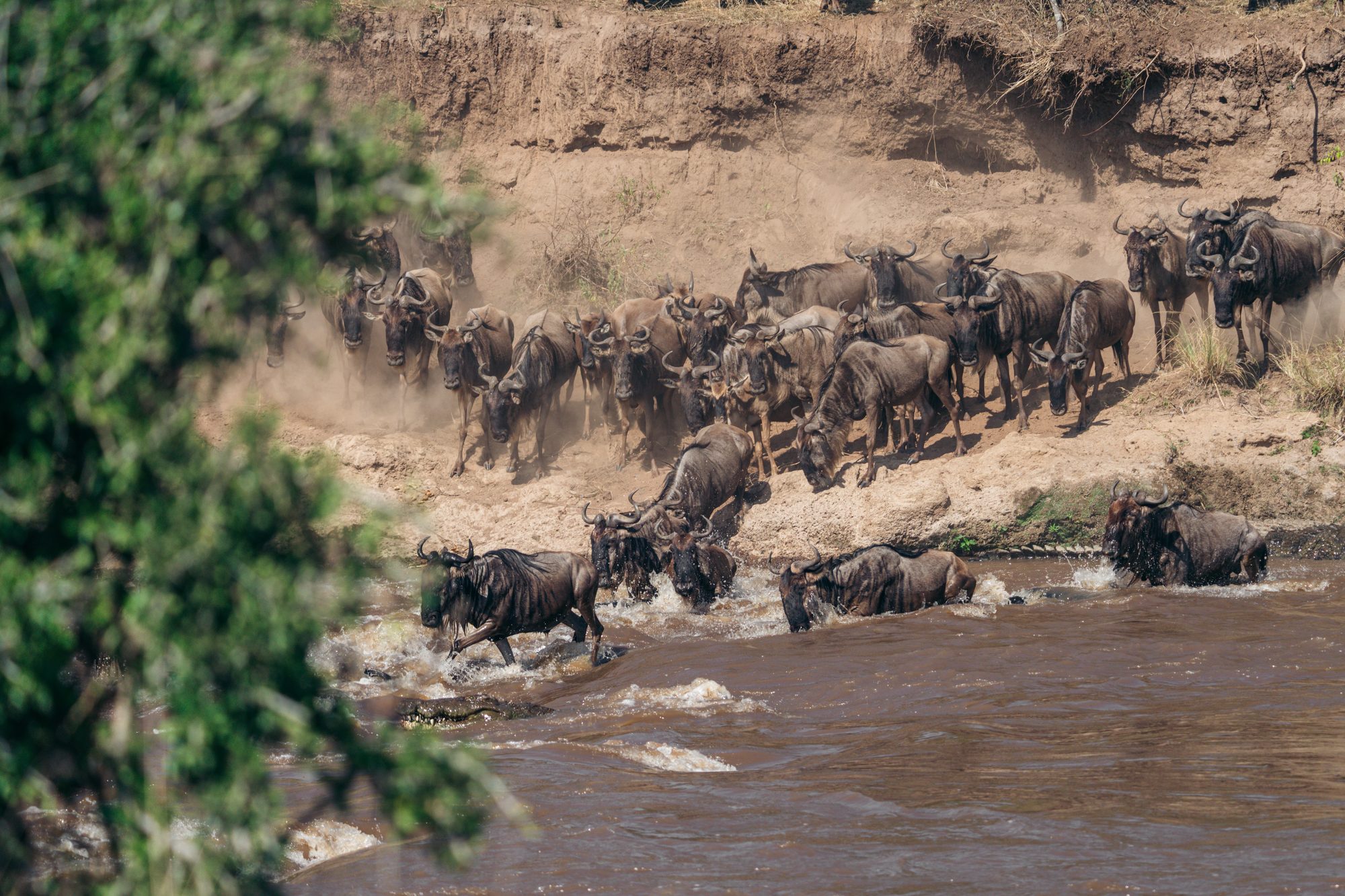 Wildebeest entering the Mara River
