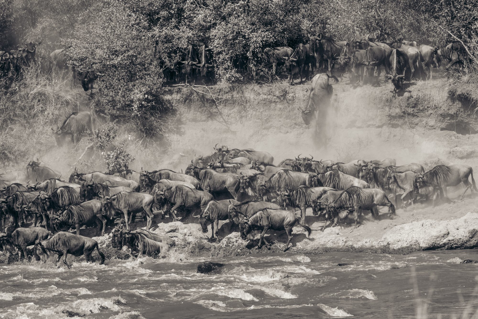 Wildebeest pouring down the bank into the Mara River