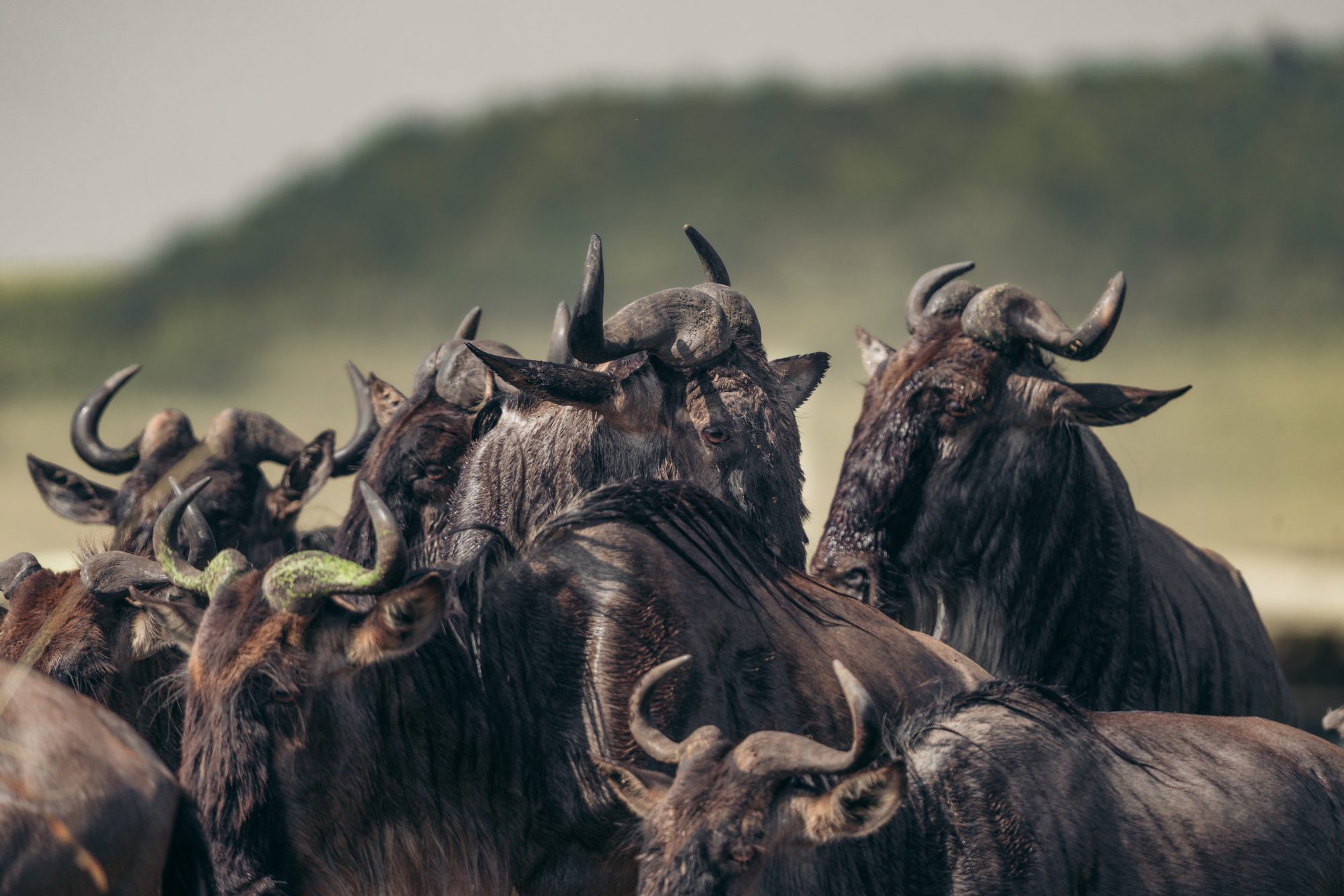 Wildebeest after crossing the Mara River
