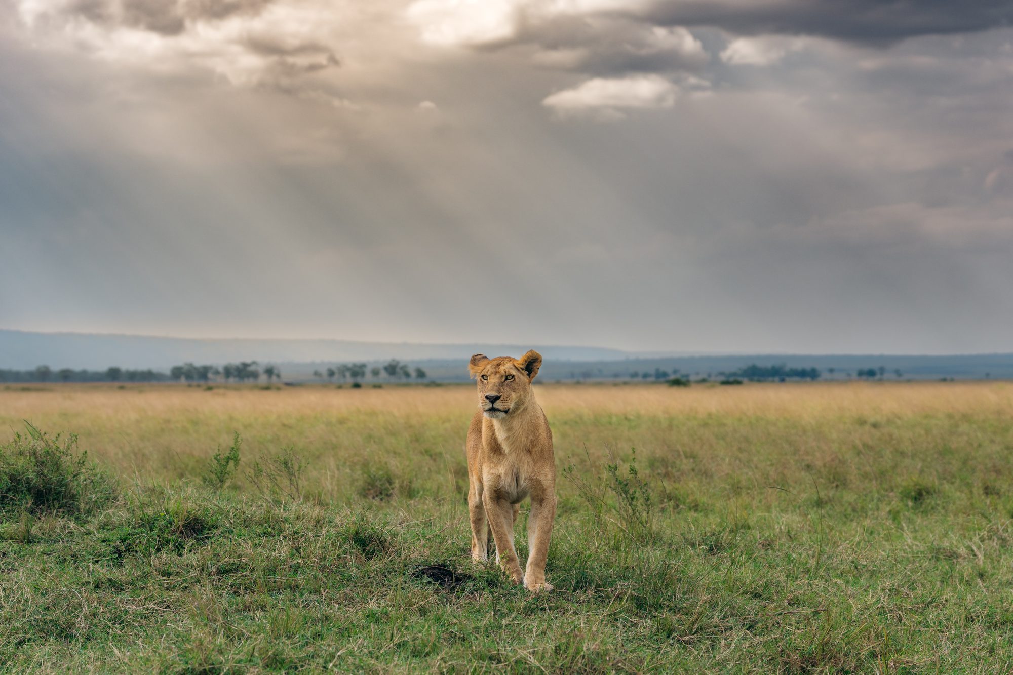 Lioness walking across the Maasai Mara