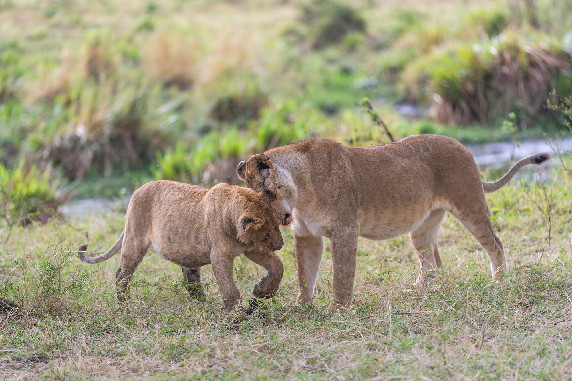 Marsh pride lioness Kaleo with one of her male cubs