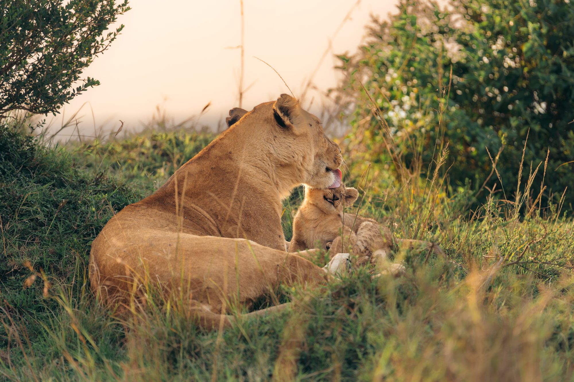 Marsh pride lioness Lola with one of her cubs