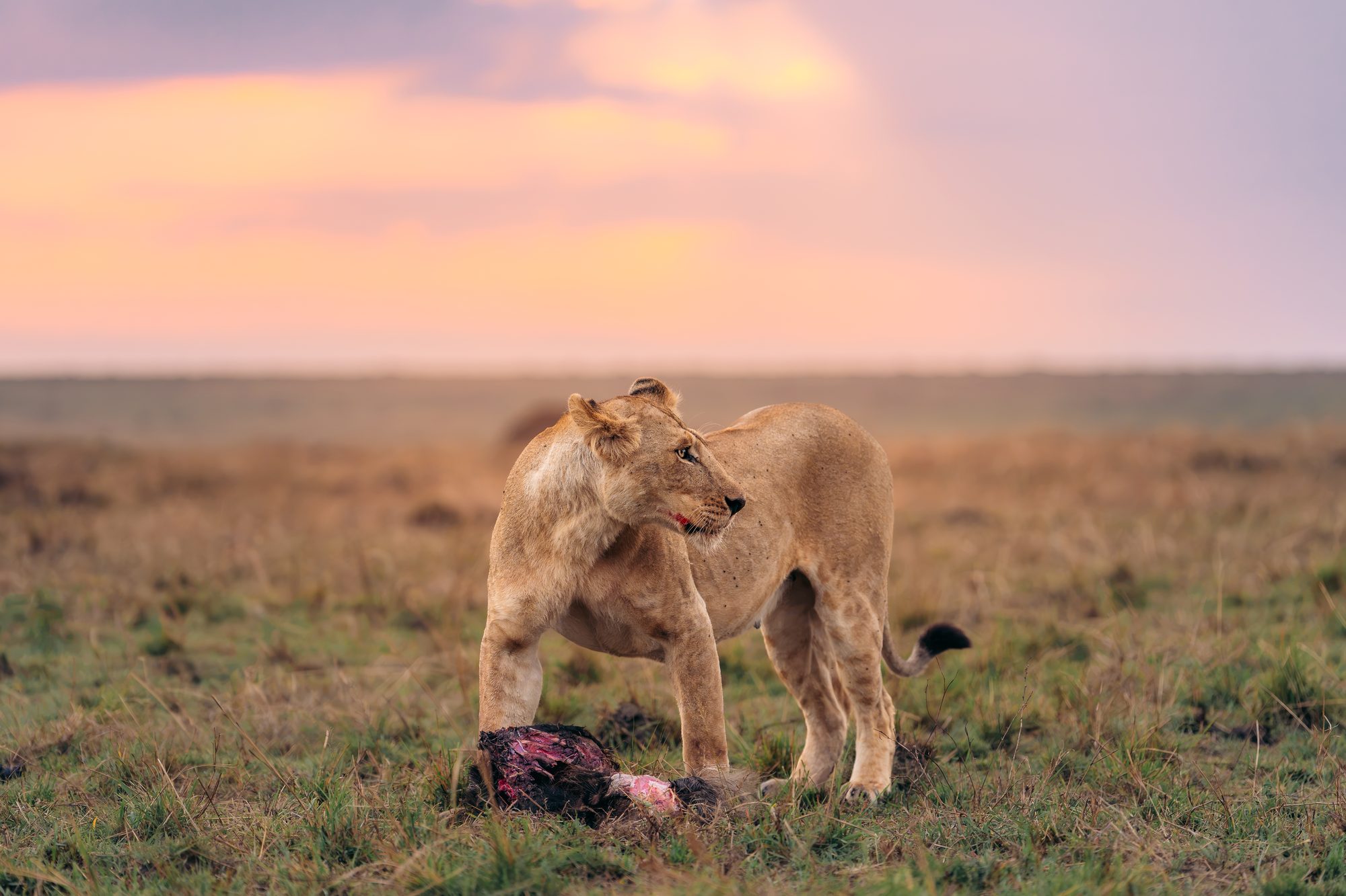 Marsh pride lioness Naserian