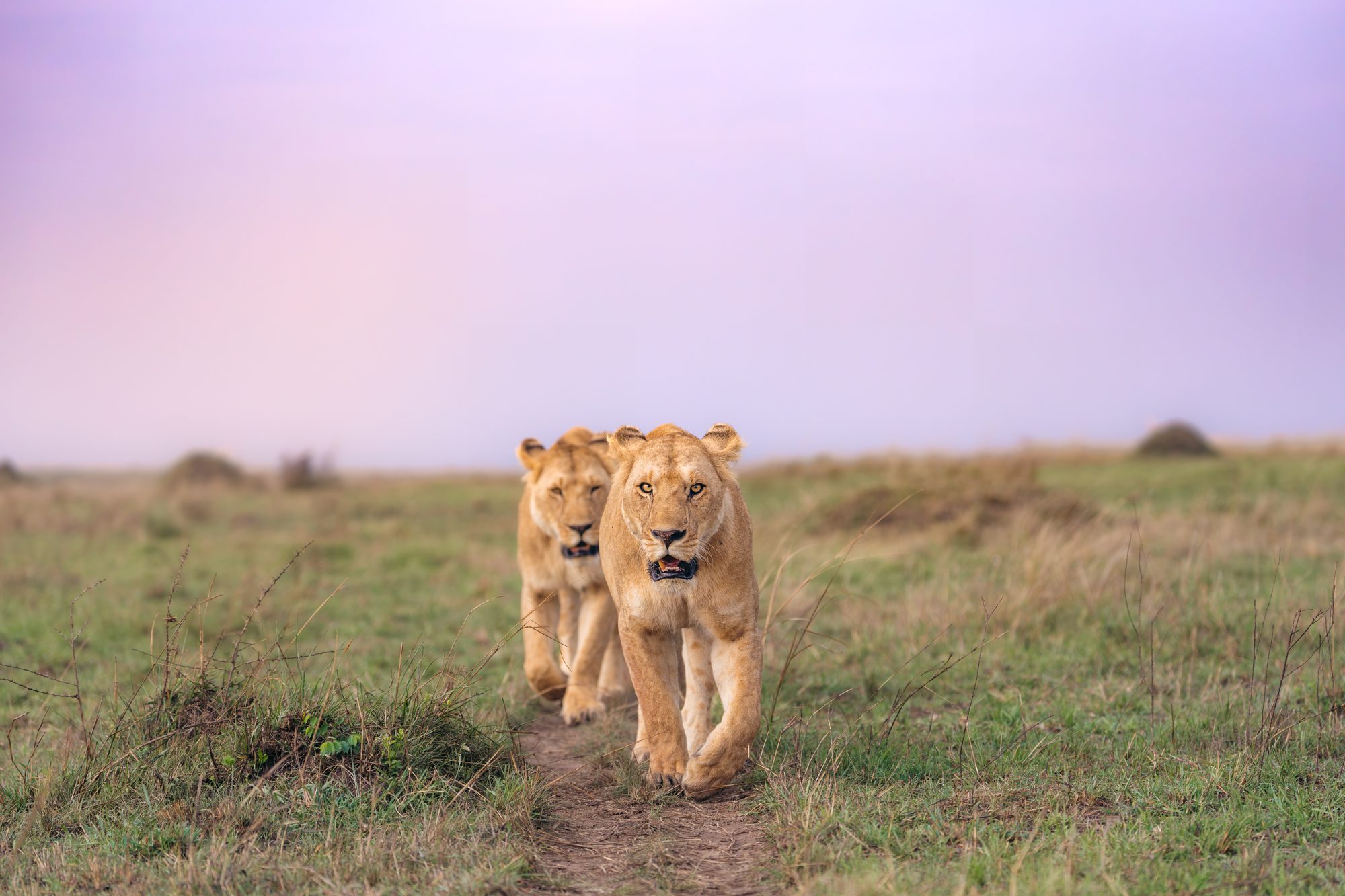 Marsh pride sisters Naserian and Enkerai walking together