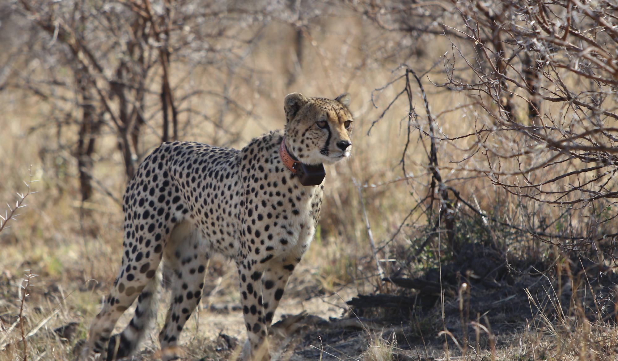 A collared cheetah in South Africa
