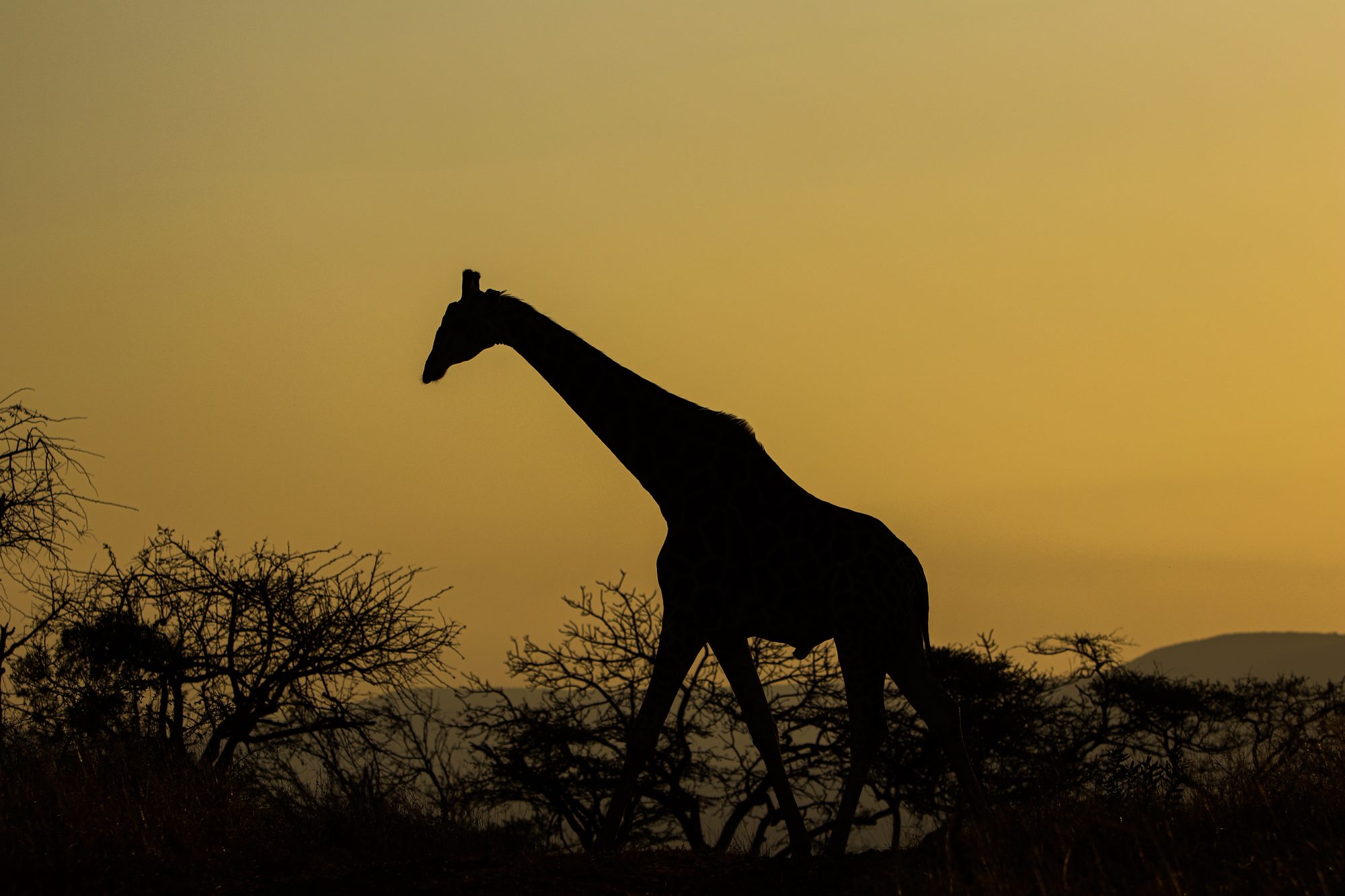 Giraffe silhouette, South Africa, 2019
