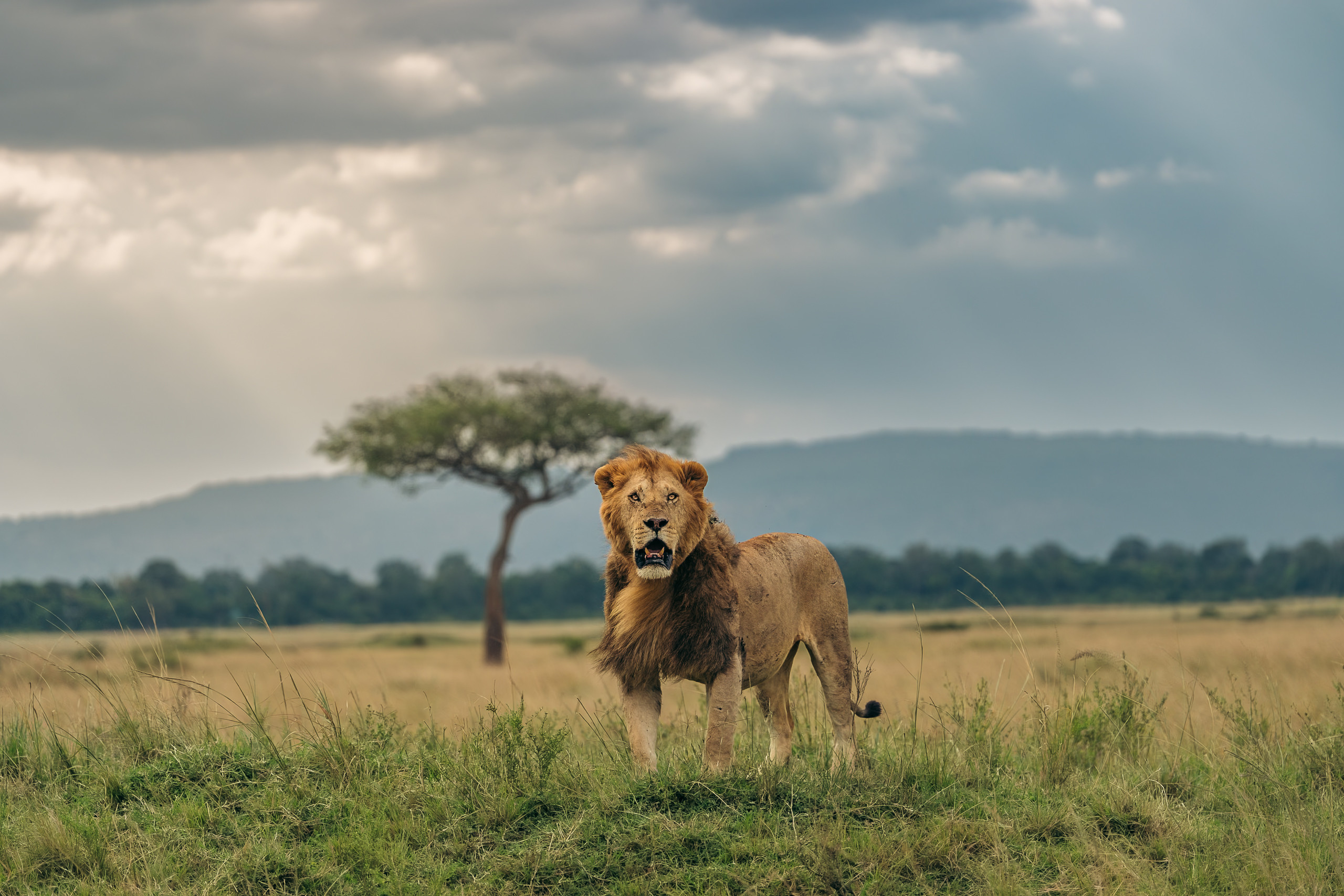 Wildlife photography by Charlie Gould